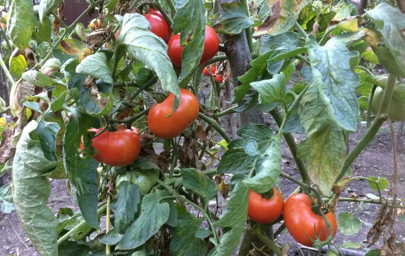 Городники назвали кращий сорт томатів, який дає щедрий урожай для салатів і консервації