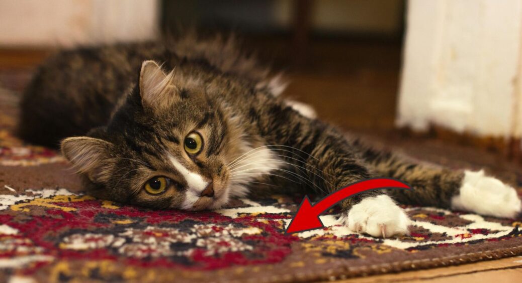 Витратила 20 хвилин – і килим знову пухнастий і без запаху: забула про хімчистку з цим 1 лайфхаком 