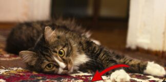 Як відновити м'якість килима простим лайфхаком