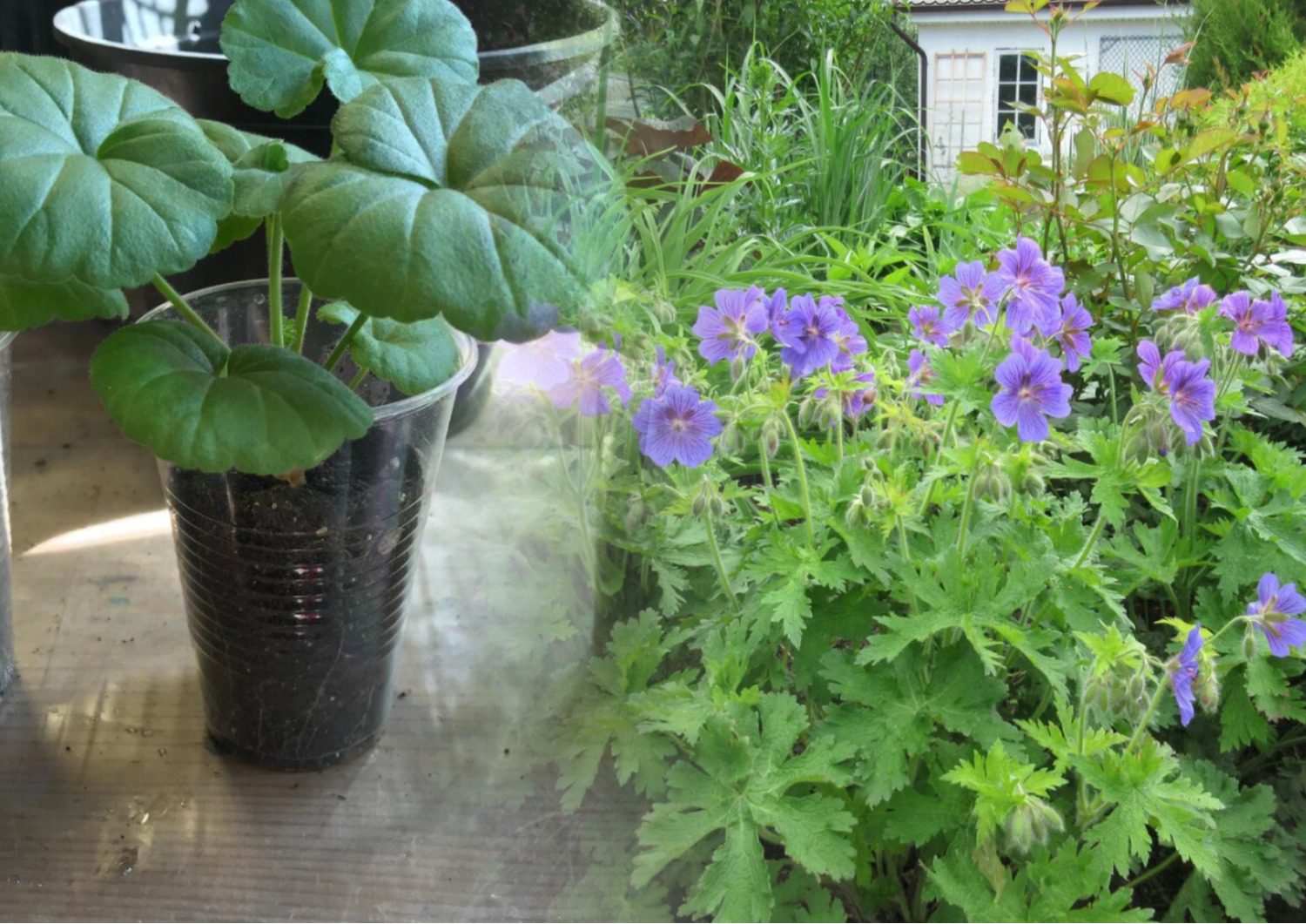 Яку рослину посадити замість петунії