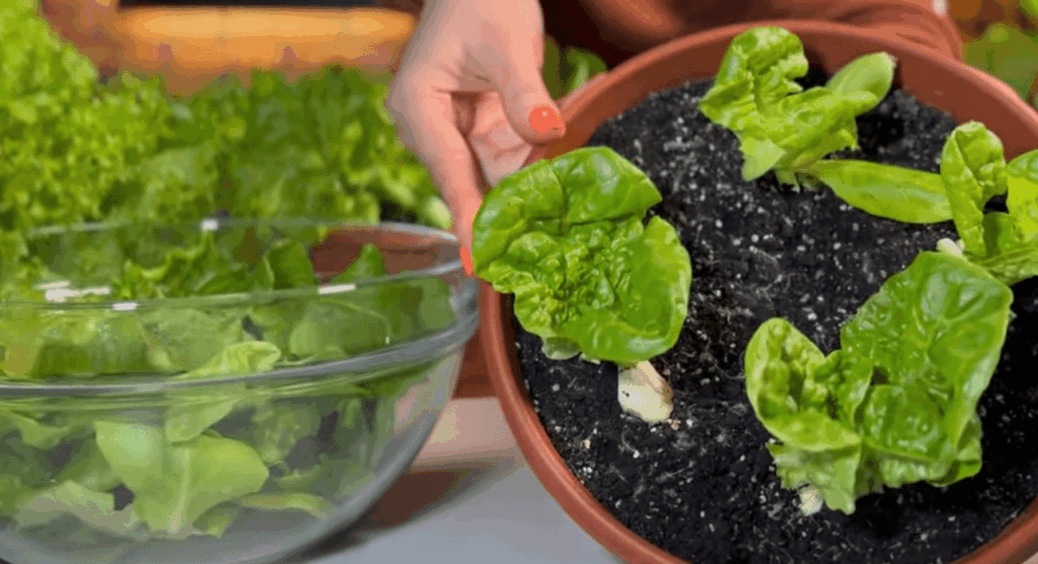 Я більше не купую зелень похапцем, бо моє підвіконня працює: як виростити салат ніжним та смачним 