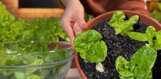 Городники розповіли, як виростити салат, що не гірчить, на підвіконні