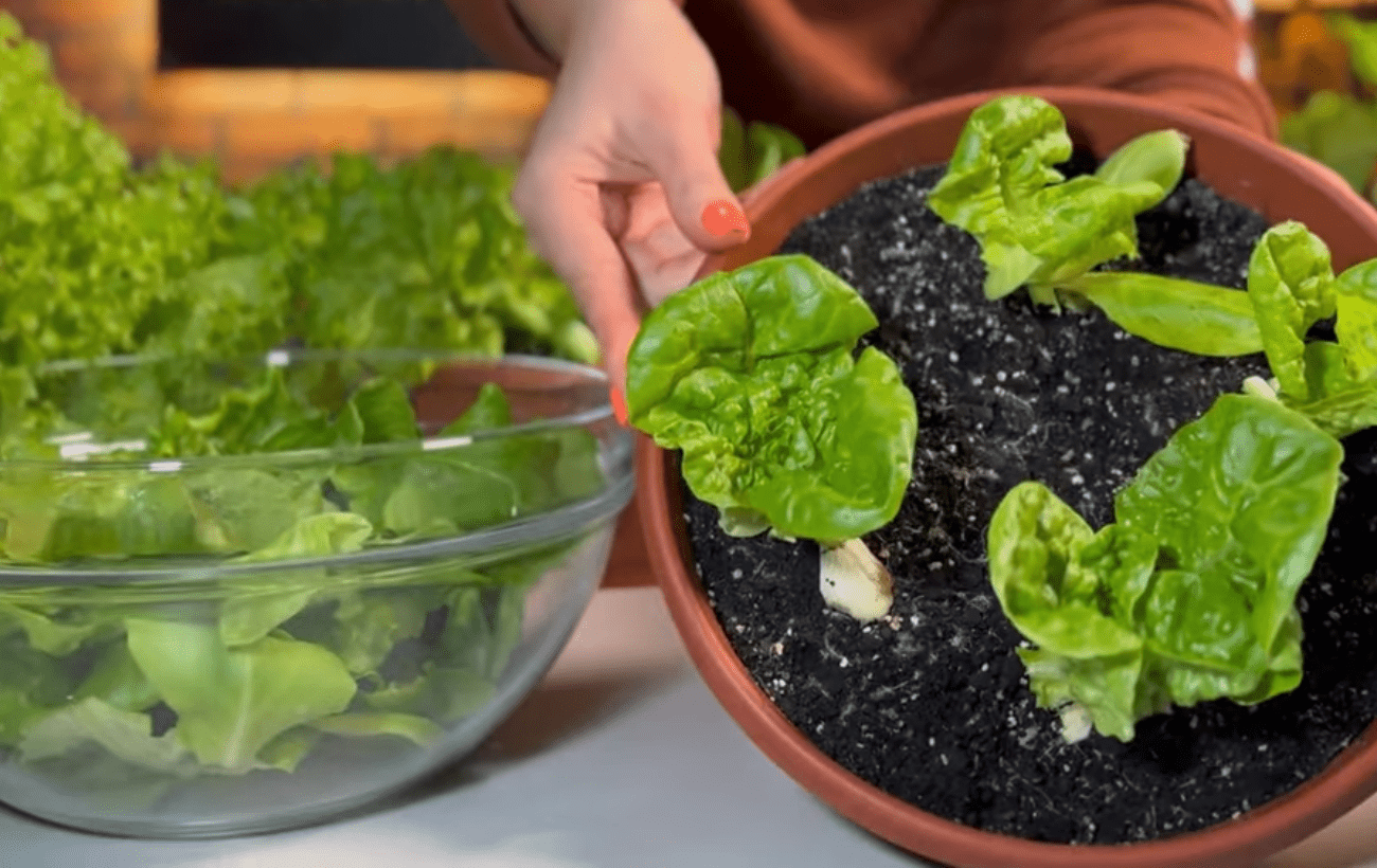 Городники розповіли, як виростити салат, що не гірчить, на підвіконні