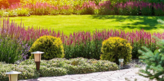 Експерти порадили рослини для ідеального садового бордюру