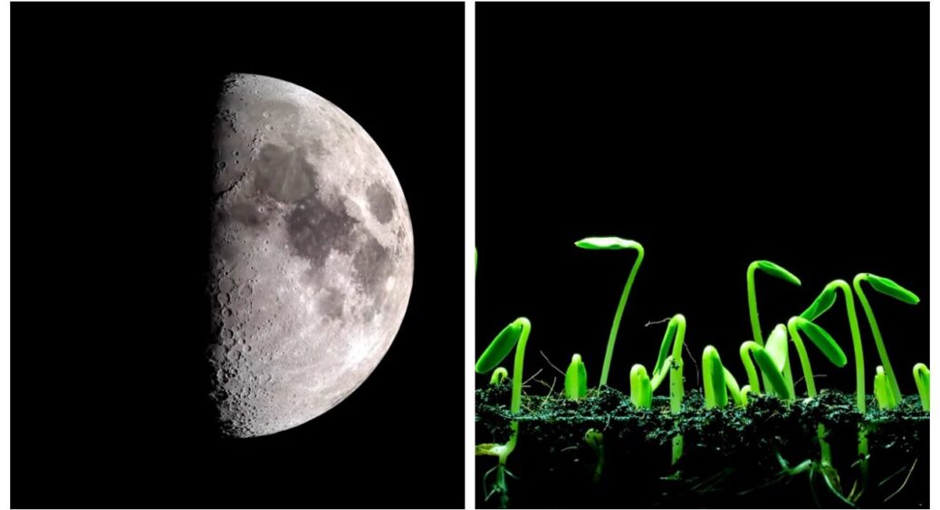 Я вже відкрила свій зошит: місячний календар для замочування насіння й посіву на розсаду на лютий 2026 року 