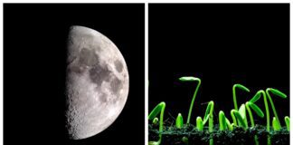 Городники склали місячний календар для посіву на лютий 2026 року