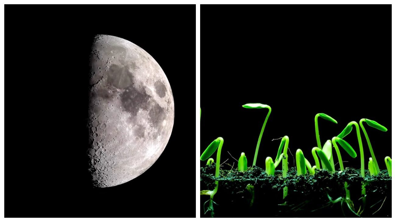 Городники склали місячний календар для посіву на лютий 2026 року