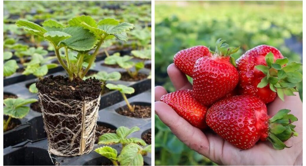 Між цими 3 видами розсади полуниці я обирала серцем, гаманцем і досвідом: ділюсь результатом 