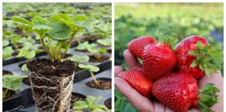 Садівники склали рейтинг видів розсади полуниці