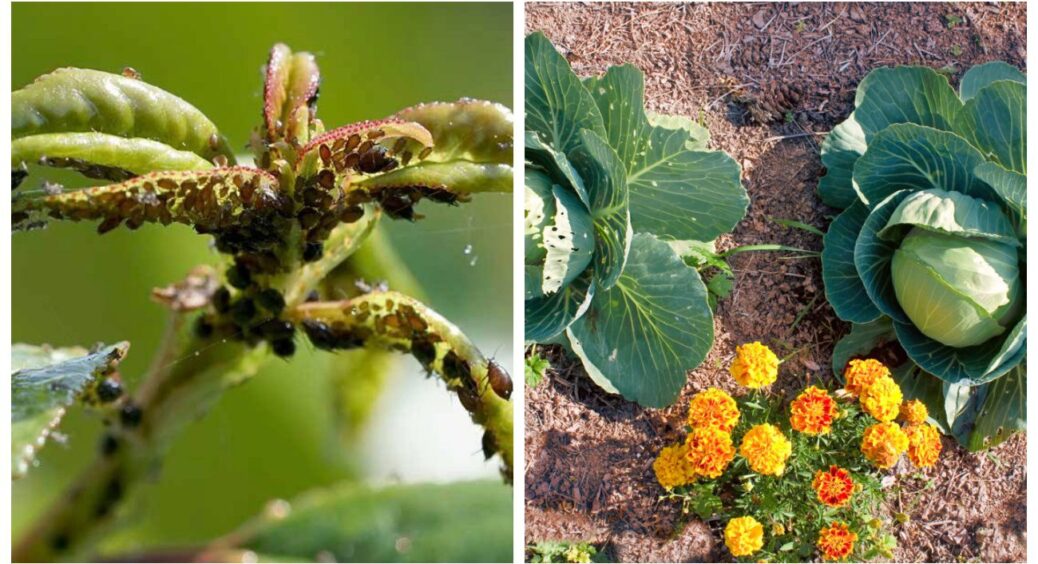 Посадила для настрою, залишила за ефект: 4 квітки, що цвітуть все літо й тримають попелицю на відстані 