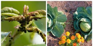 Садівники порадили квіти, які захищають городину від попелиці