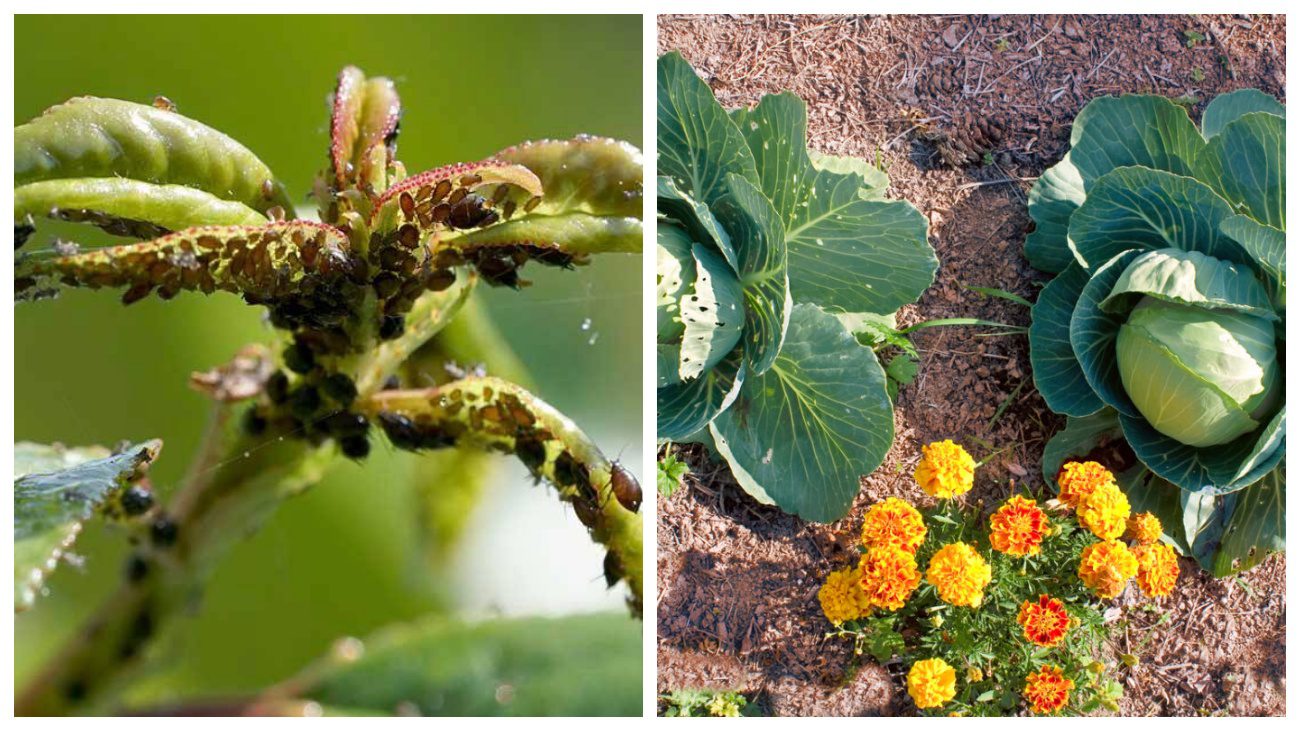 Садівники порадили квіти, які захищають городину від попелиці