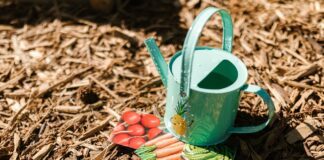 Городники нагадали безґрунтовий спосіб пророщування насіння