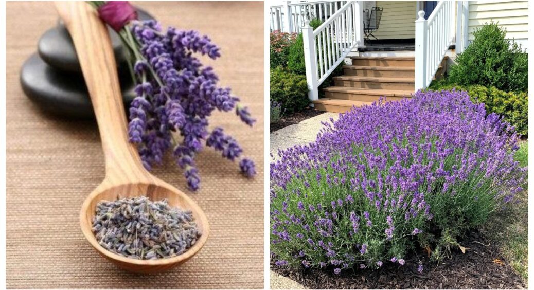 Торік висіяла лаванду прямо на сніг 1 січня: тепер робитиму так завжди. Головне — не забути, де посіяла 