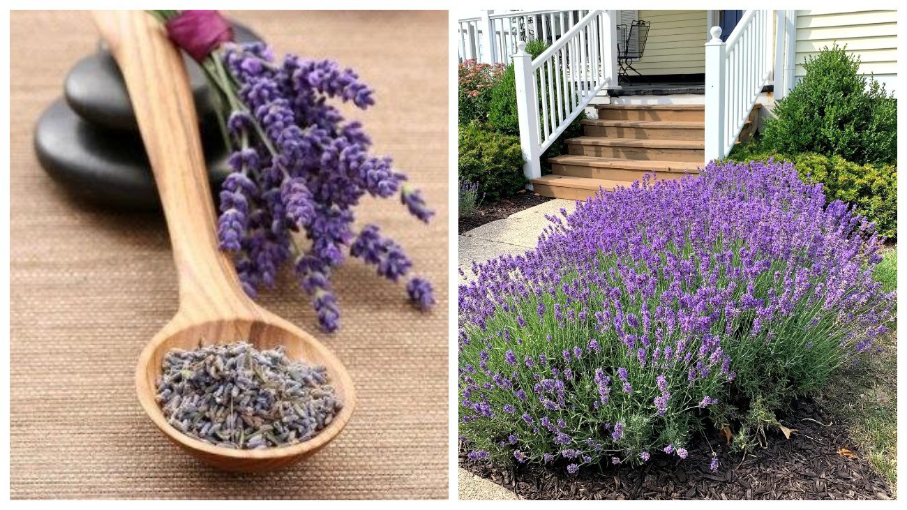 Садівники поділились досвідом сіяння лаванди по снігу