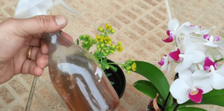 Квітникарі порадили натуральне добриво, що прискорює цвітіння квітів