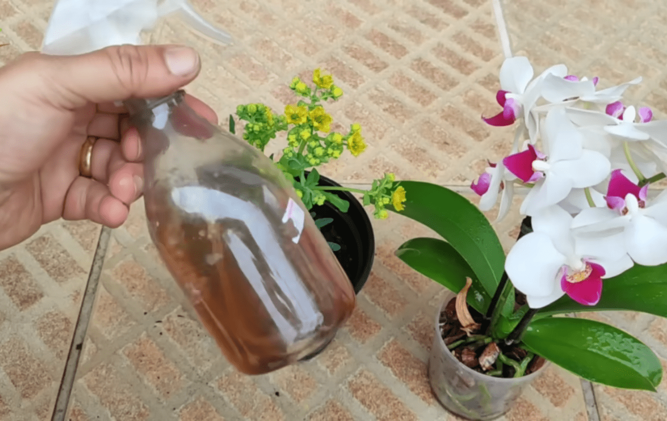 Квітникарі порадили натуральне добриво, що прискорює цвітіння квітів