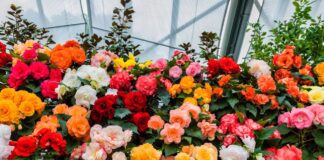 Садівники дали поради щодо посіву бегонії взимку