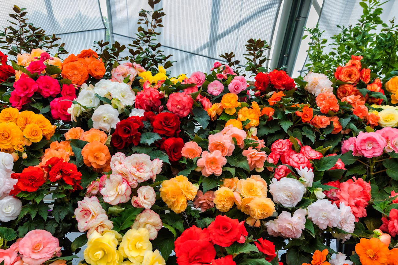 Садівники дали поради щодо посіву бегонії взимку