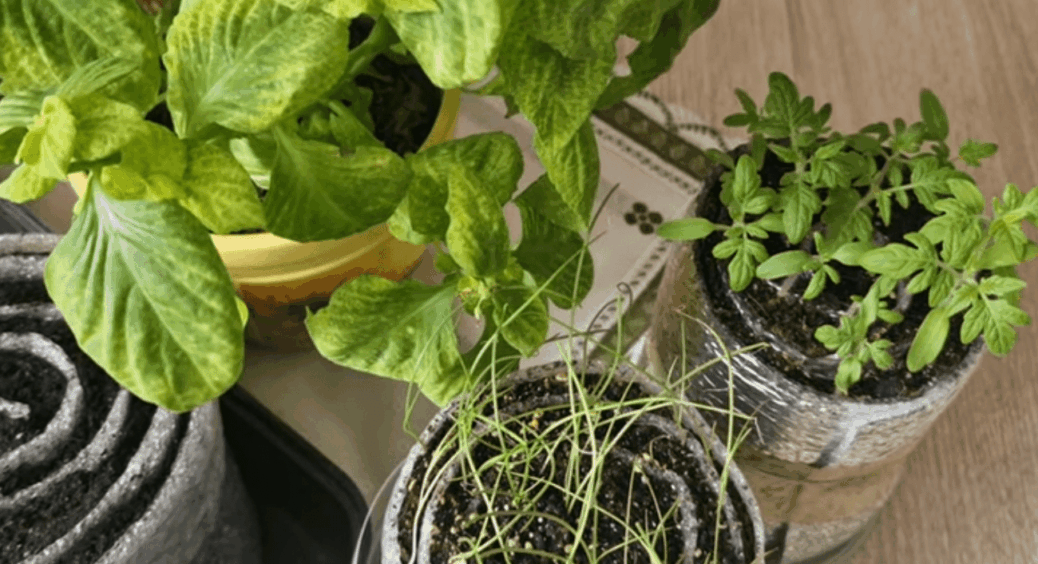 Опанувала торік вирощування розсади методом “Равлик”: у 2026-му іншим вже навіть не хочу користуватися 