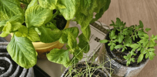 Городники поділились економним способом вирощування розсади на підвіконні