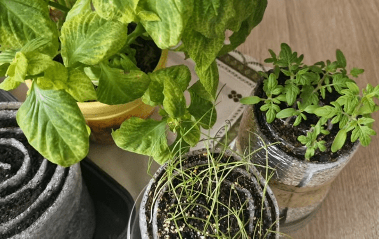 Городники поділились економним способом вирощування розсади на підвіконні