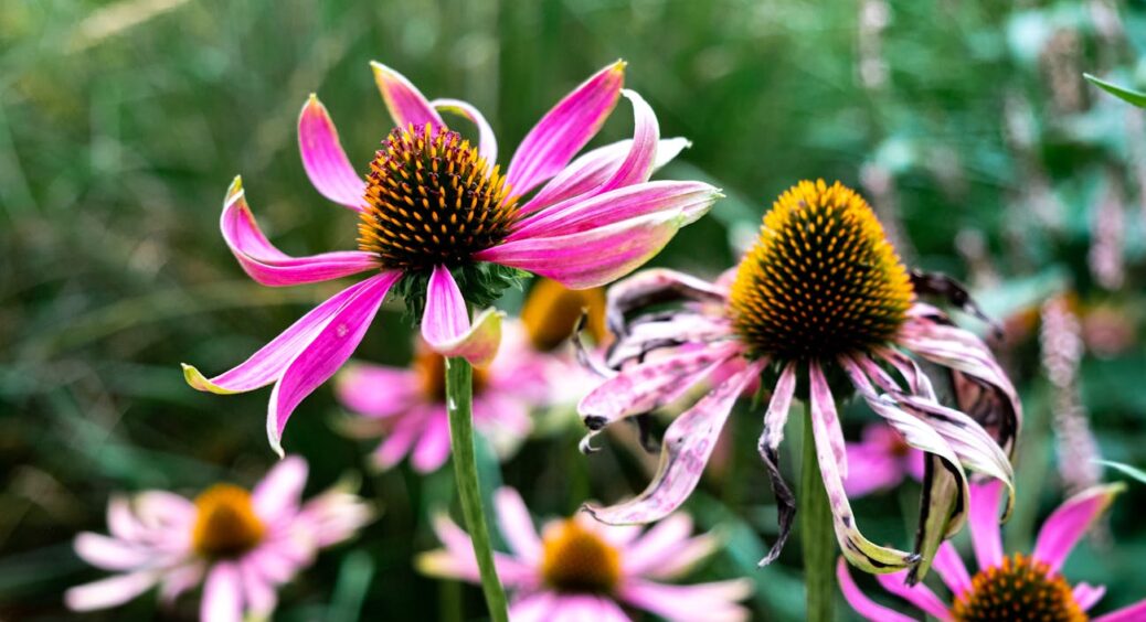 Я перепробувала різні способи вирощування: але саме ці 3 варіанти змінили моє ставлення до ехінацеї 