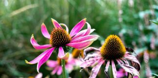 Квітникарі розповіли про способи вирощування ехінацеї з насіння