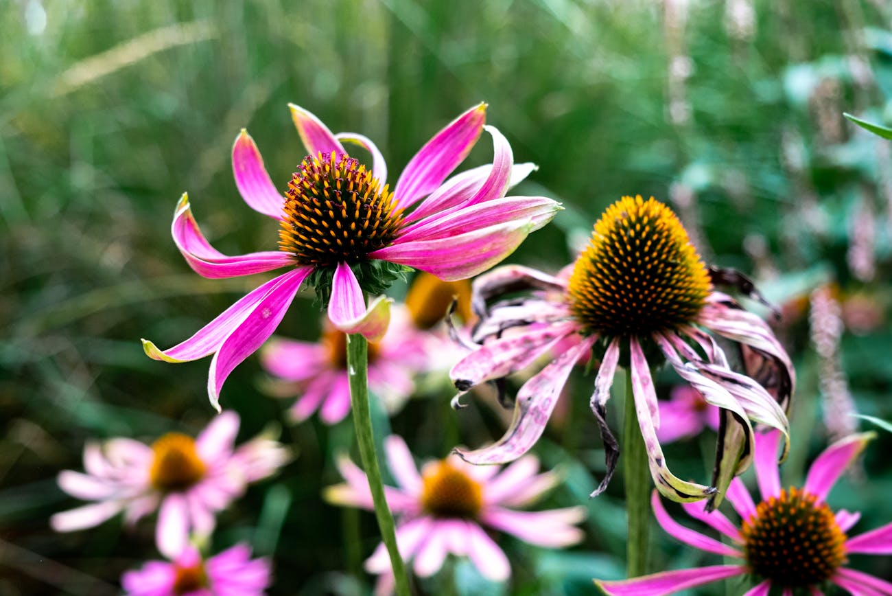 Квітникарі розповіли про способи вирощування ехінацеї з насіння