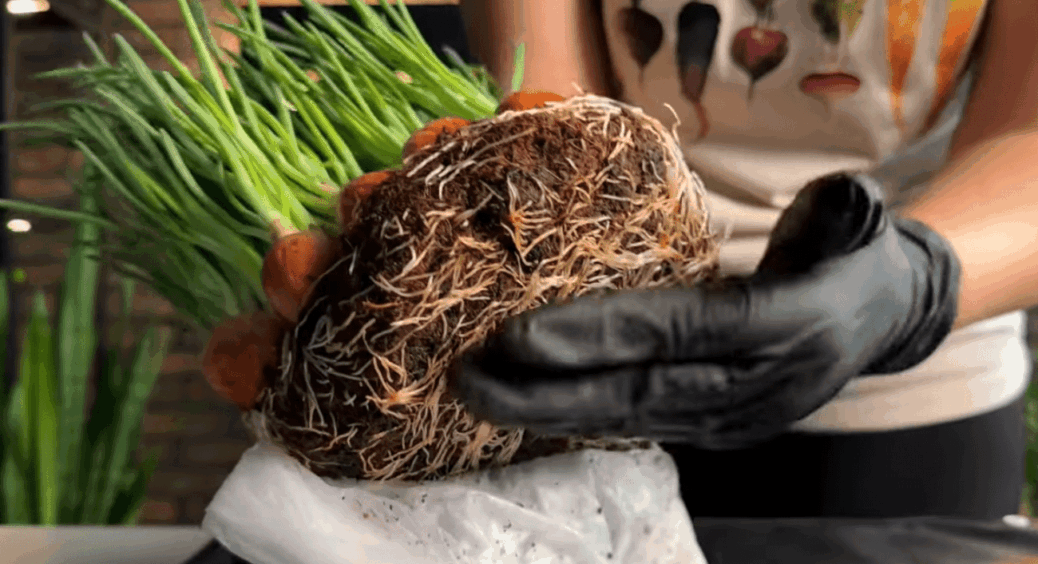 Я давно не вирощую цибулю на перо “як усі”: 3 унікальні лайфхаки, які реально економлять час 