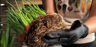 Городники порадили цікаві лайфхаки вирощування цибулі на перо