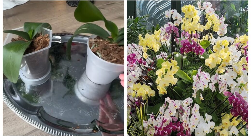 Я роками чекала повторного цвітіння, поки не зрозуміла: після квітів з орхідеєю роблять 1 фатальну помилку 