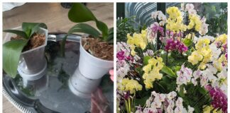 Квітникарі вказали на помилку, через яку орхідея повторно не цвіте