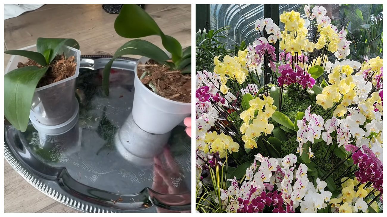 Квітникарі вказали на помилку, через яку орхідея повторно не цвіте
