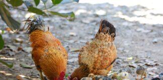 Експерти розповіли про безплатний метод годування курей