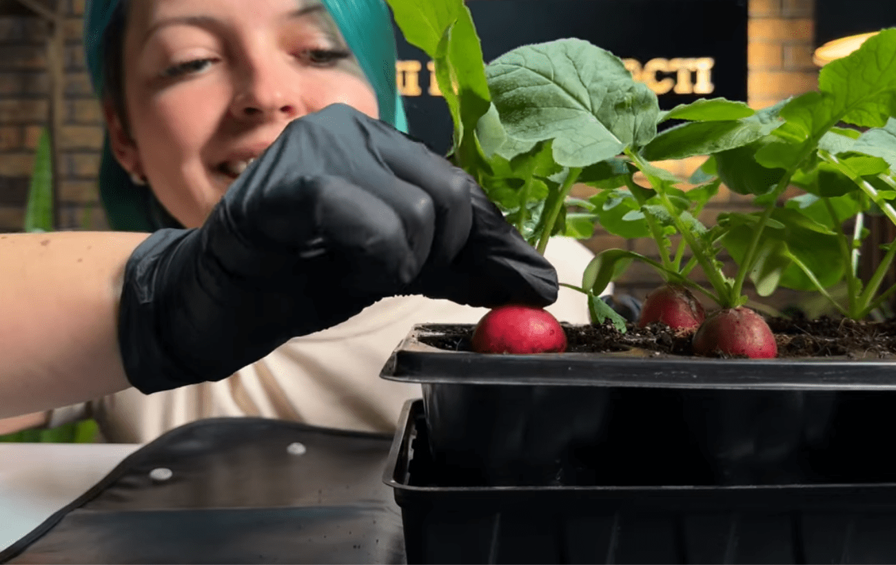 Городники порадили спосіб вирощування редиски на підвіконні