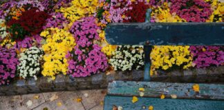 Квітникарі назвали квіти, які цвітуть найдовше