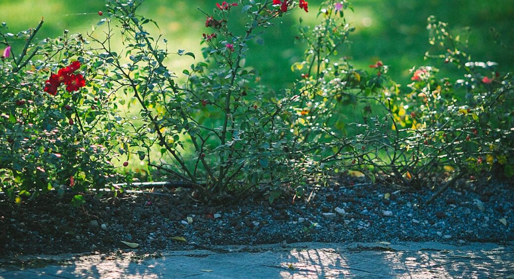 Тінь, де нічого не виживає? Я теж так думала, поки дід не порадив мені посадити цих 4 мовчазних героїв 