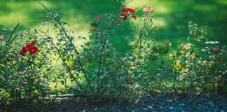 Квітникарі порадили рослини для тіньових ділянок саду