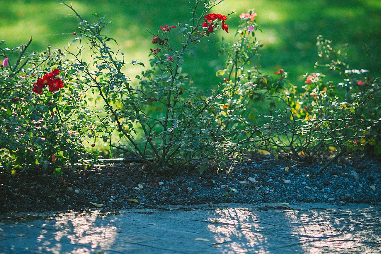 Квітникарі порадили рослини для тіньових ділянок саду