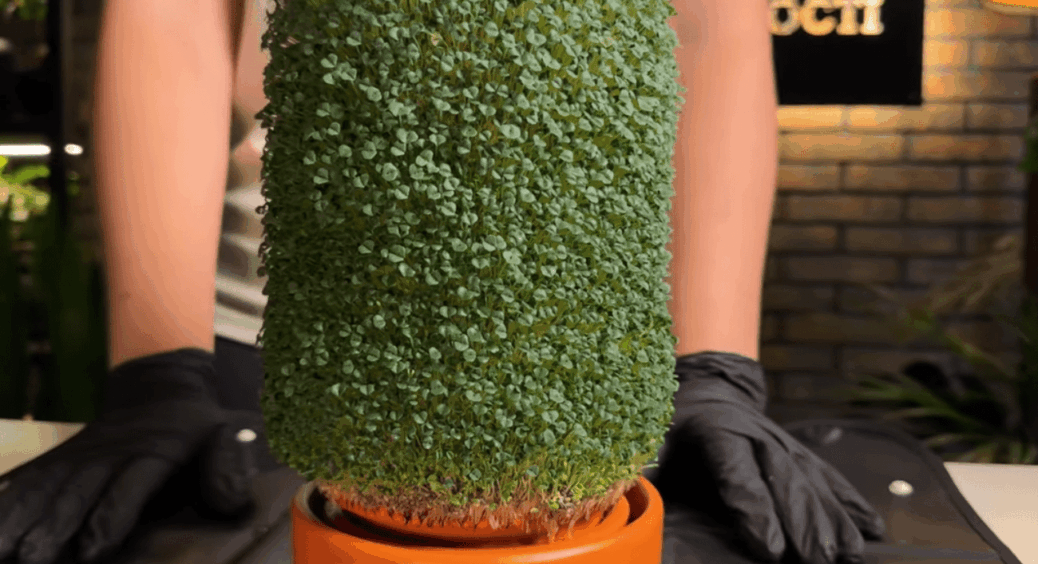 Маленька ферма на підвіконні для вирощування мікрозелені: без ґрунту. Чули про тераплантатор? 