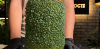 Експерти поділилися новітнім способом вирощування мікрозелені вдома