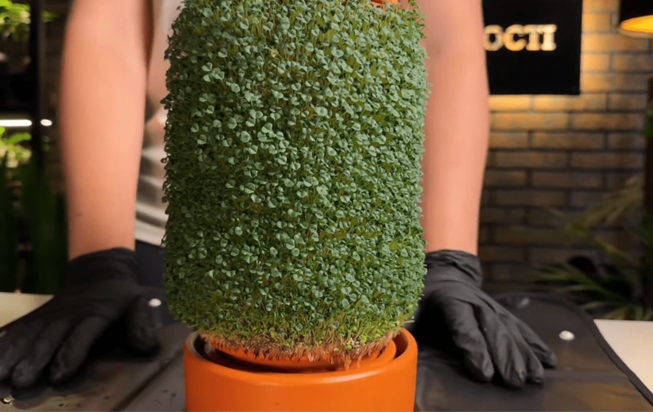 Експерти поділилися новітнім способом вирощування мікрозелені вдома