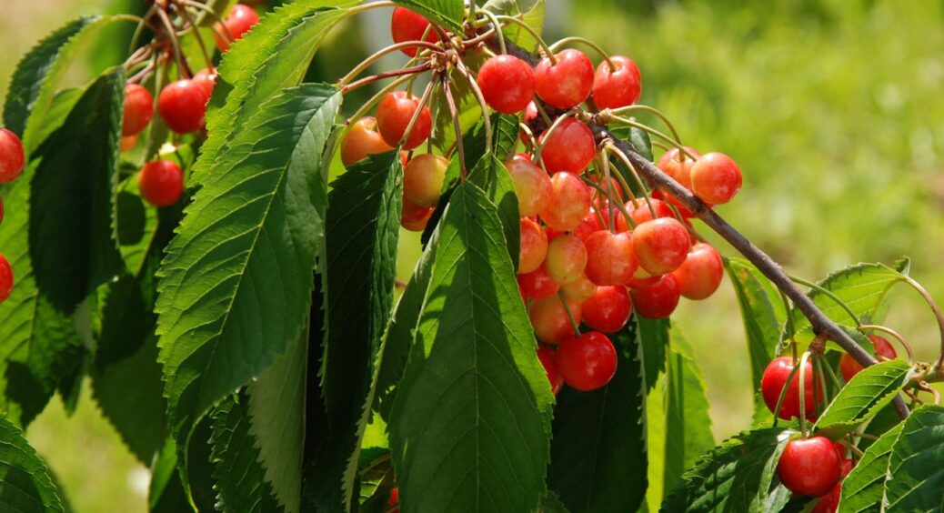 Спитала агрономів: чи буде врожай черешні у 2026-му після морозів та як захистити сад. Відповідь здивувала 