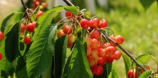 Садівники розповіли, як захистити черешні від морозів