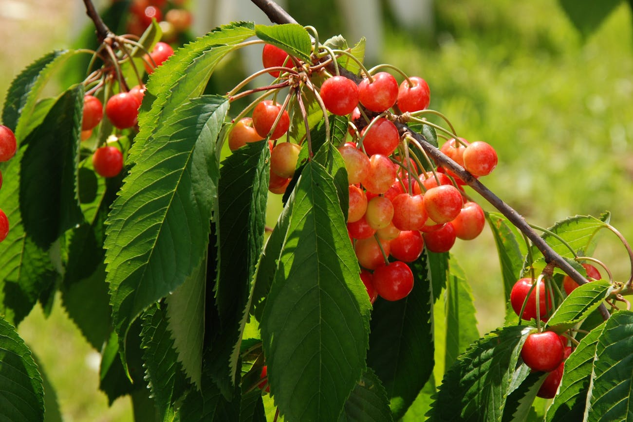 Садівники розповіли, як захистити черешні від морозів