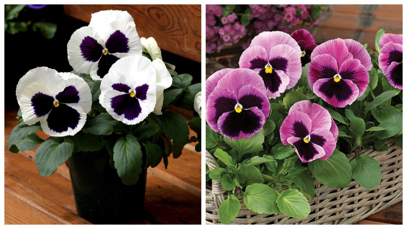 Квітникарі розповіли про зимовий посів великоквіткової віоли