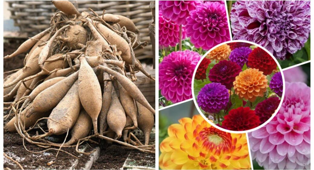 Я думала, що без підвалу шансів нема, але цибулини жоржин перезимували вдома: ділюсь  квартирним досвідом 