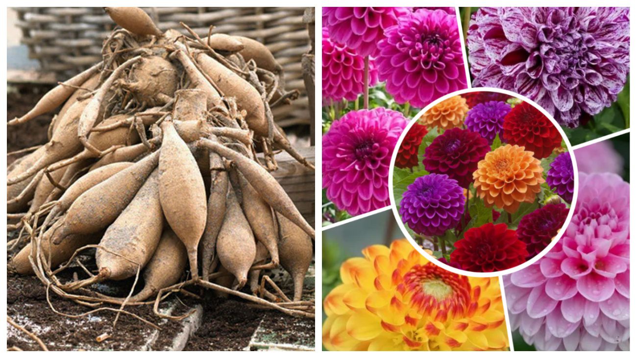 Квітникарі розповіли, як взимку зберігати цибулини жоржин у квартирі