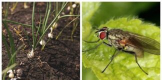 Городники розповіли про заходи боротьби з цибулевою мухою перед посадкою